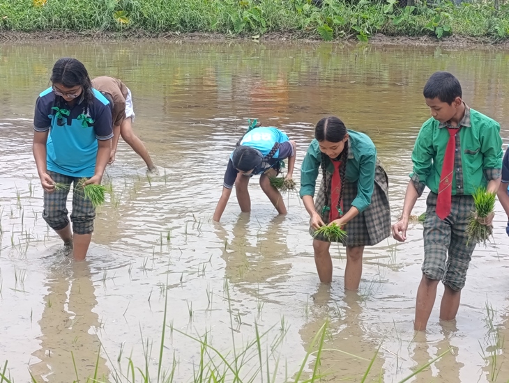 विद्यार्थीले धान रोप्न सिके