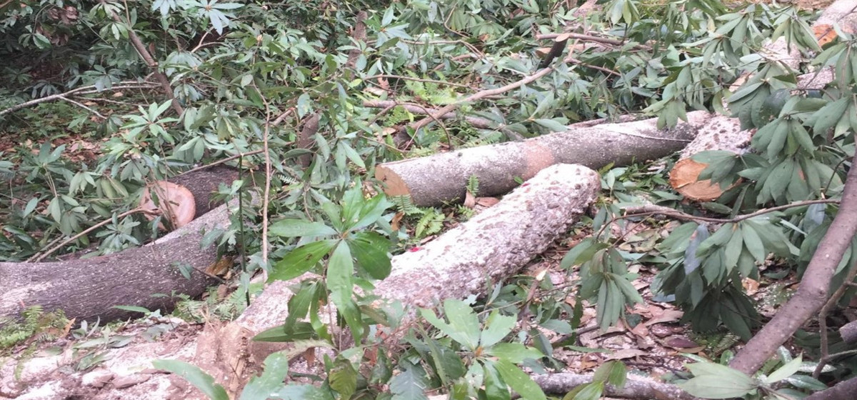 तनहुँ जलविद्युत् आयोजनालाई रुख कटान अनुमति