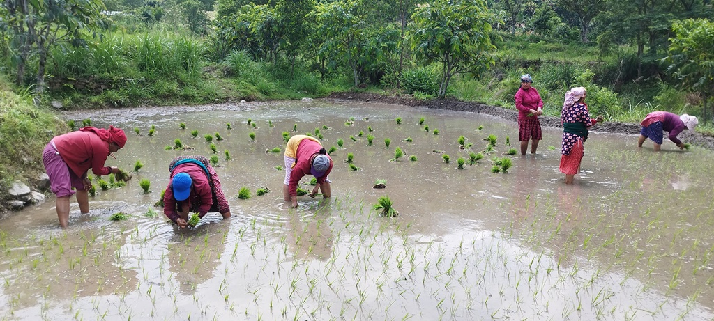 देशभर ५० प्रतिशत धान रोपाइँ सम्पन्न