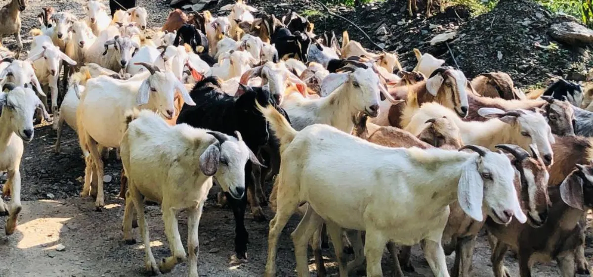 चितवनमा ३० करोडभन्दा बढीको खसी व्यापार