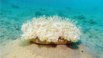 दिमाग नभए पनि मस्त निदाउँछ जेली फिस