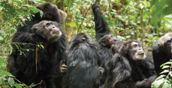 जंगली चिम्पान्जीहरूबीचको गृहयुद्ध