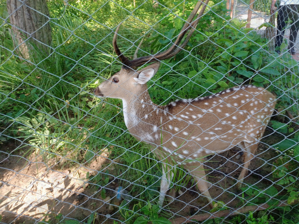 सामुदायिक वनमा बढ्दै वन्यजन्तु र पंक्षी