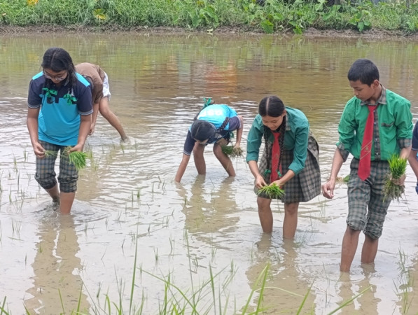 विद्यार्थीले धान रोप्न सिके