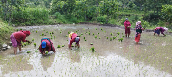 देशभर ५० प्रतिशत धान रोपाइँ सम्पन्न