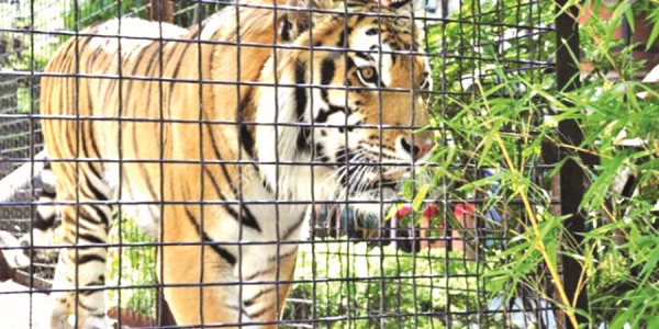 दुई दिनको बिदाले जावलाखेल चिडियाखानामा आगन्तुक बढे
