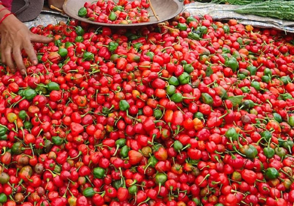 ‘अकबरे खुर्सानी बिक्री गर्न बजारको  समस्या छैन, माग धेरै छ ’