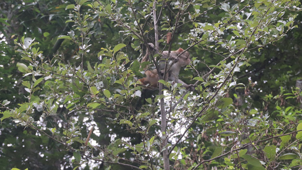 बाँदरको उपद्रो, किसान चिन्तित