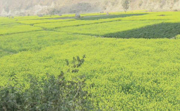 जलवायु प्रकोप जोगाउने रैथाने बाली