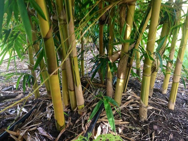 बाँसले पायो संरचनात्मक निर्माण सामग्रीको मान्यता