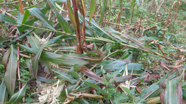 ताप्लेजुङका किसान बँदेलबाट पीडित