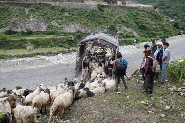 सहरको स्वादका लागि छुट्छ हिमालको दसैँ–तिहार