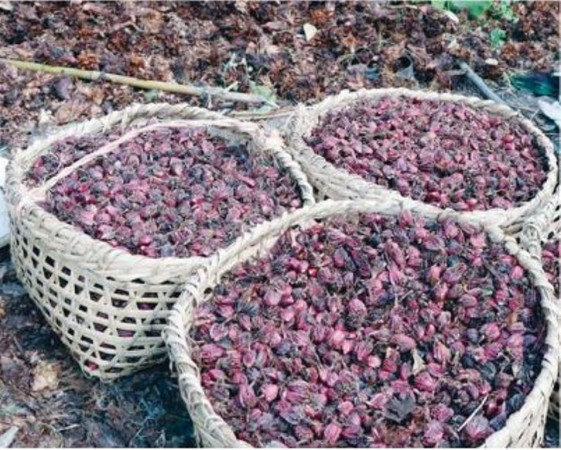 अलैंची निर्यात बढ्यो, चिया घट्यो