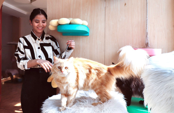 बिरालोसँग ‘क्वालिटी टाइम’ बिताउने नयाँ ठेगाना