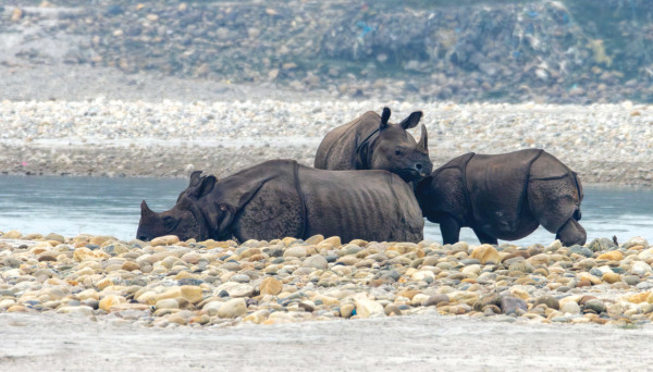 गैंडाको रजगज