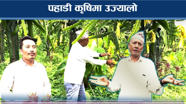 ड्रागन फलः एक पटक रोपेपछि ३० वर्ष उत्पादन