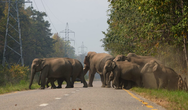 वासस्थान अतिक्रमणले मानव–हात्ती द्वन्द्व बढ्दो