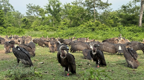 गिद्ध संरक्षणसँगै पर्यटकीय र अध्ययन केन्द्रका रूपमा विकसित हुँदै जटायु रेष्टुरेन्ट
