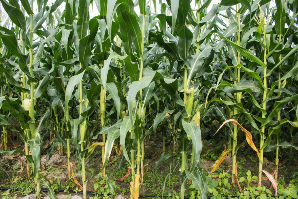 हाइब्रिडले निम्तिदै छ संकट