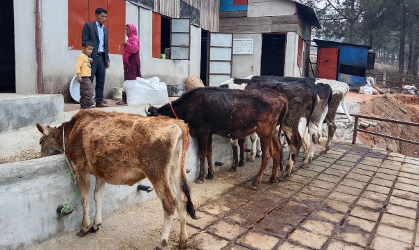प्रभावकारी बन्दै पढ्दै–कमाउँदै  पशुविज्ञान कार्यक्रम