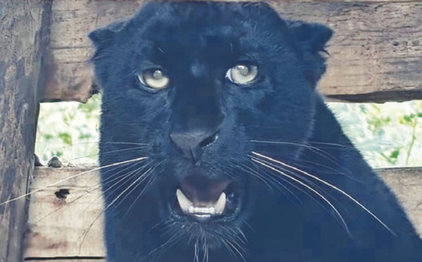 कालो चितुवा भेटिनुको संकेत 
