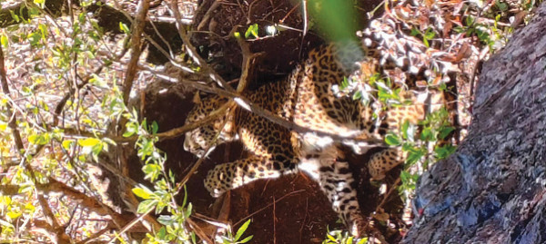 पासोमा चितुवा