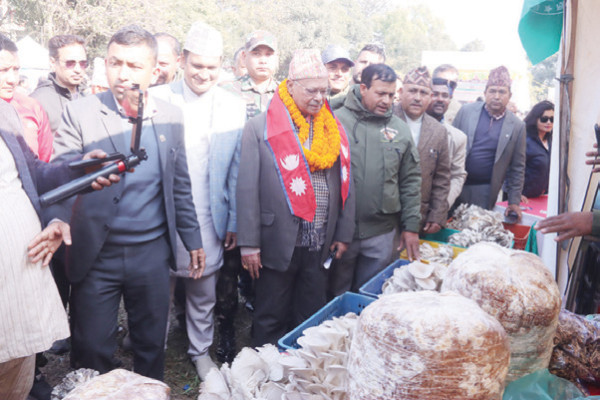 नेपालमा एक हजार १५० प्रजातिका च्याउ, सय प्रजातिका विषालु