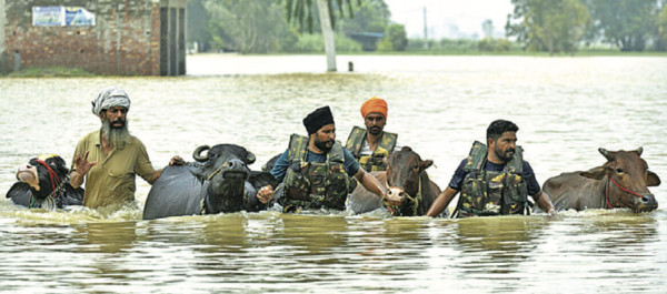 भारतको पञ्जाबमा दशककै भीषण बाढी, हजारौ गाउँ डुबानमा
