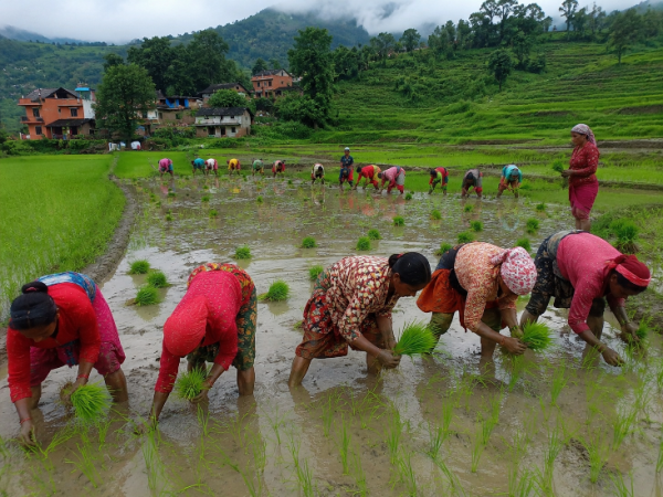 मधेसमा रोपाइँ ९१.५५ प्रतिशत