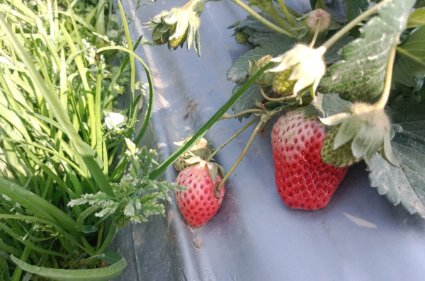 विदेशिन रहर गर्नेले हेर्नुपर्ने स्ट्रबेरी उद्यम