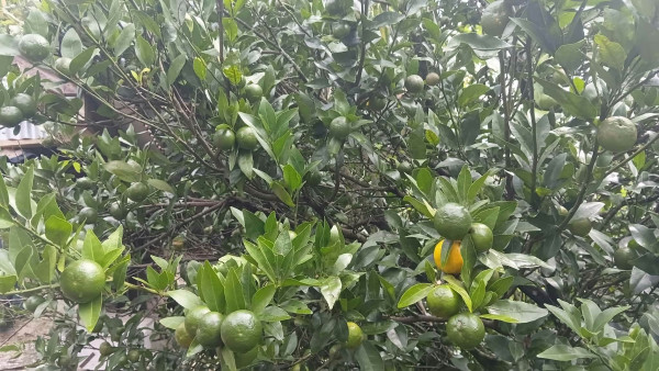 सुन्तलामा रोग लागेपछि किसान चिन्तित