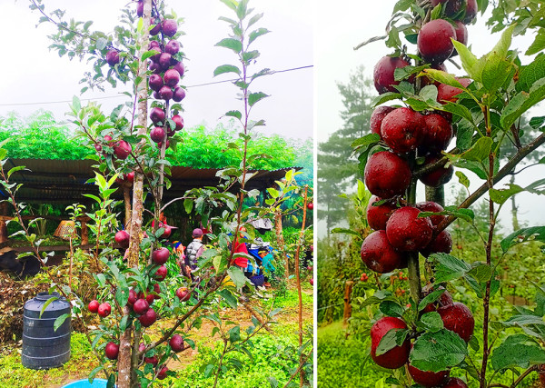 हिमाली बाली मानिने स्याउ तराईमा पनि फल्न थाले