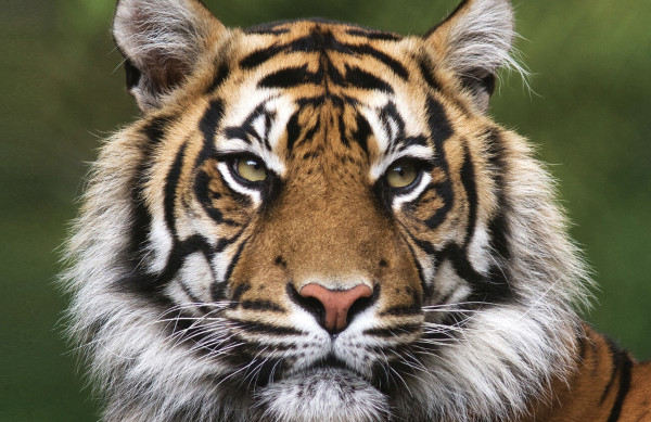 नियन्त्रणमा नरभक्षी बाघ