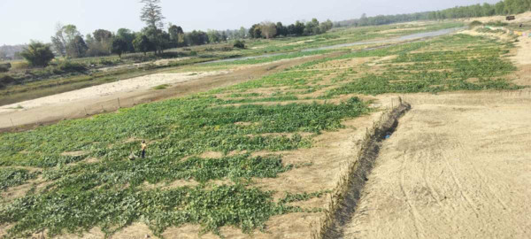 बगर खेतीले बदलिँदै कञ्चनपुरका किसानको जीवनशैली
