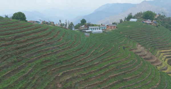 आलुखेतीबाट आत्मनिर्भर बन्दै किसान