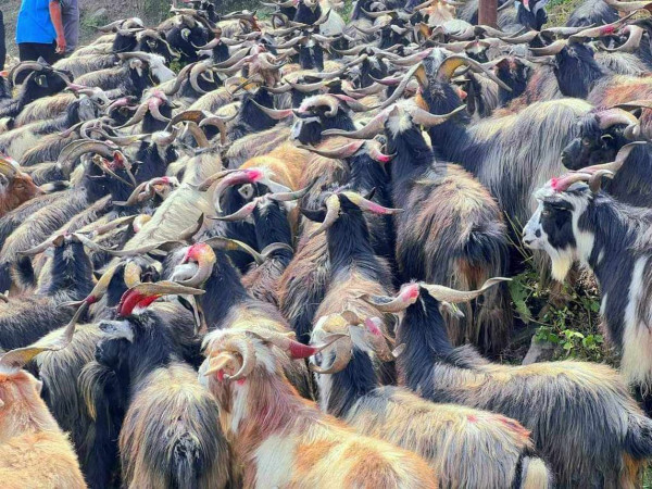 दशैंका लागि मुस्ताङमा १५ हजार भेडाच्याङ्ग्रा तयार