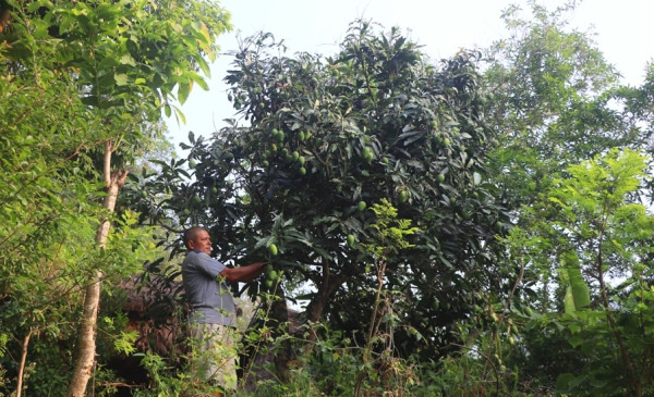 विदेशबाट फर्केर फलफूलखेती विस्तार गर्दै लक्ष्मीप्रसाद