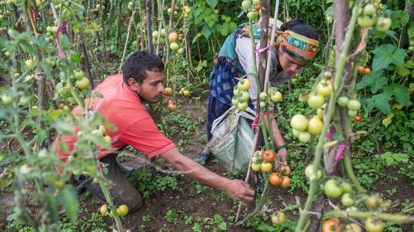 अबको क्रान्ति कृषिमा