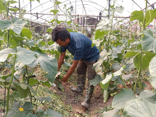 काभ्रेमा काँक्रो १५ रुपैयाँ किलो, काठमाडौंमा ८०