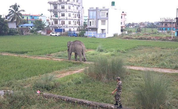 जंगल छाडेर हात्ती बस्तीमा