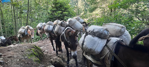 सामग्री ढुवानी गर्दै खच्चडको हुल 