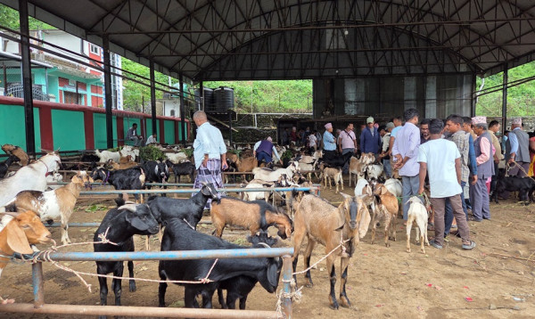चाडपर्व नजिकिएसँगै खसीबोकाको कारोबार बढ्यो
