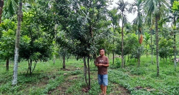 ‘मेकाडामिया नट्स’मा रूचि राख्दै किसान