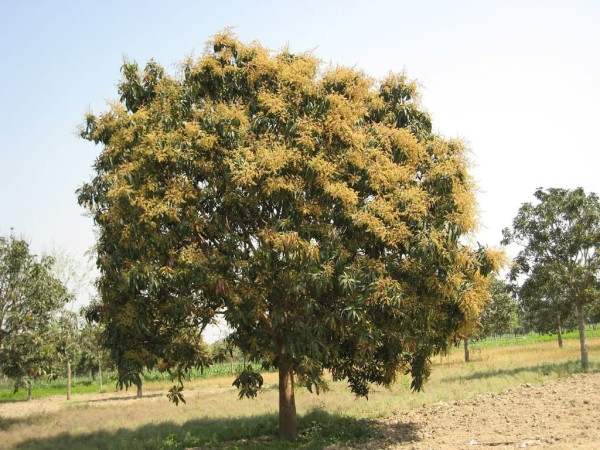 आँपले जगाएको आशा
