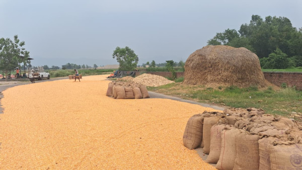 मकै सुकाउँदा गाउँका सडकपिच्छे बिस्कुन पहेँलपुर