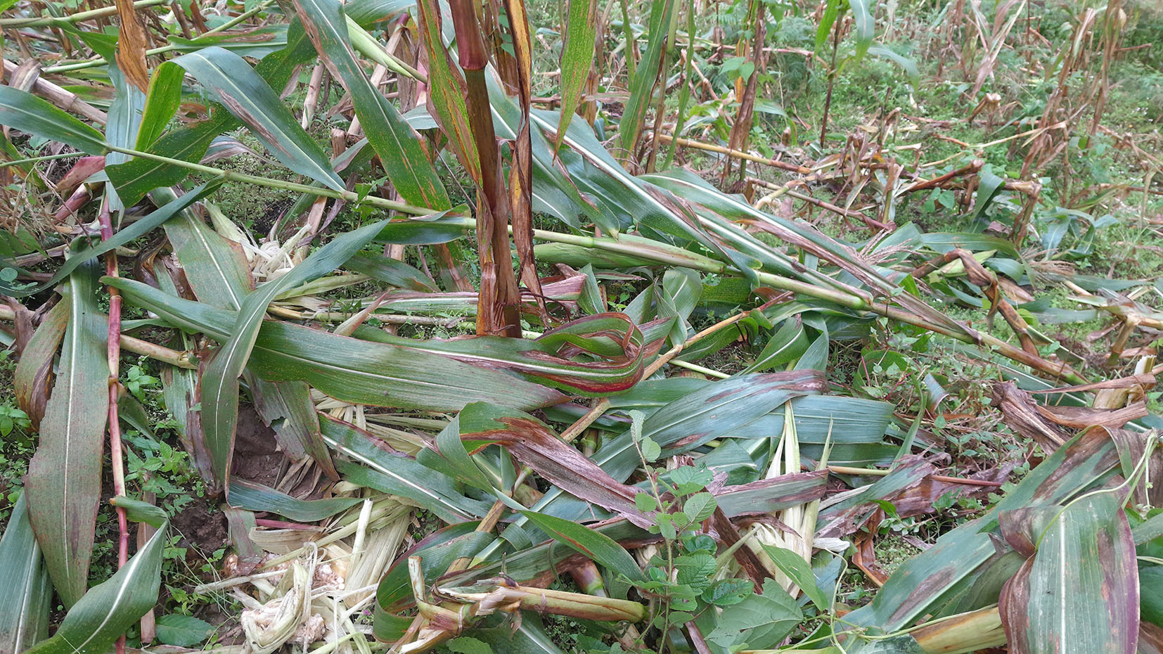 ताप्लेजुङका किसान बँदेलबाट पीडित