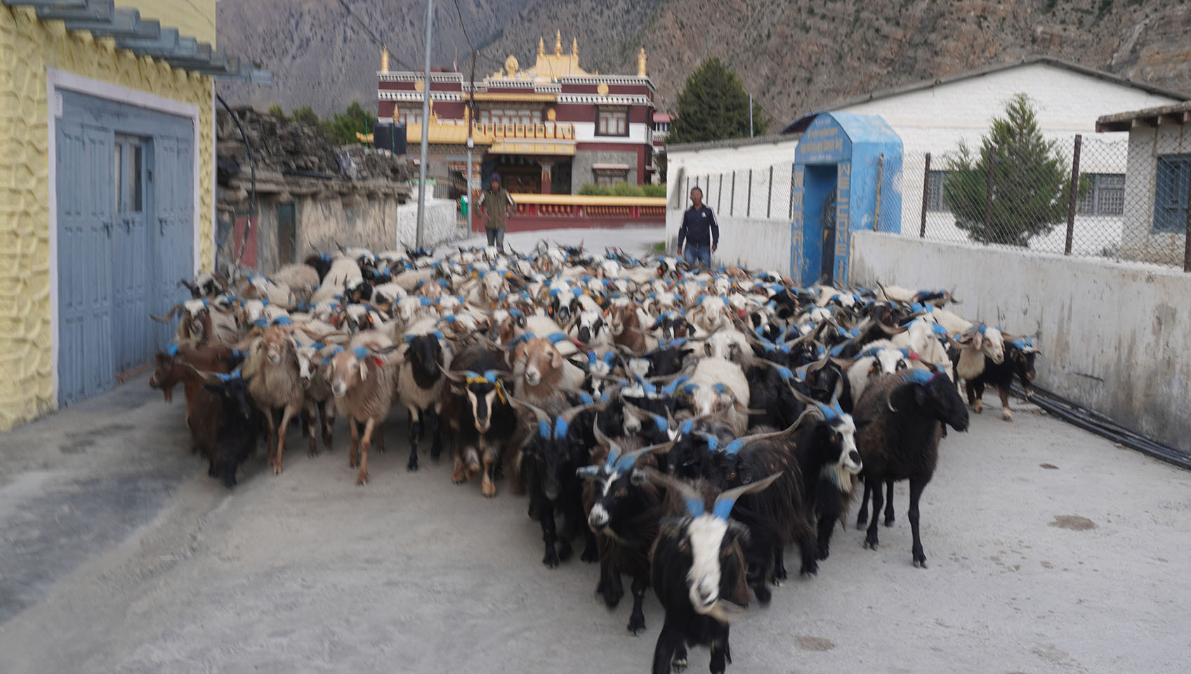 डोल्पा र जुम्लाका भेडाच्याङ्ग्रा मुस्ताङमा