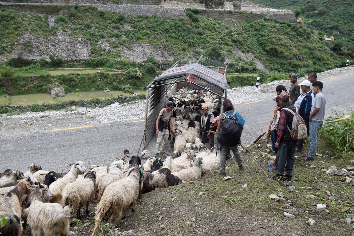 सहरको स्वादका लागि छुट्छ हिमालको दसैँ–तिहार