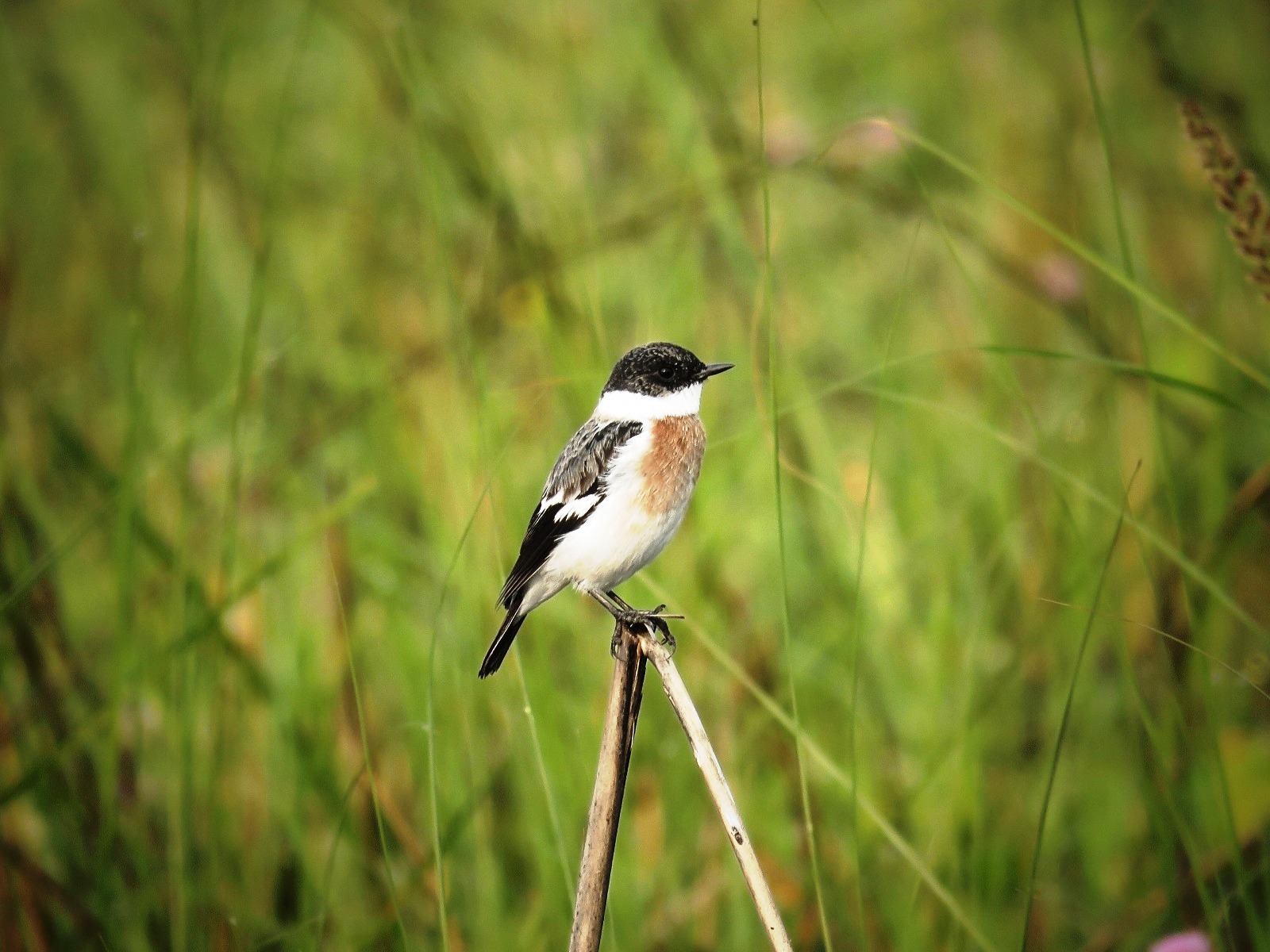शुक्लाफाँटामा विश्वकै दुर्लभ १९ प्रजातिका चरा