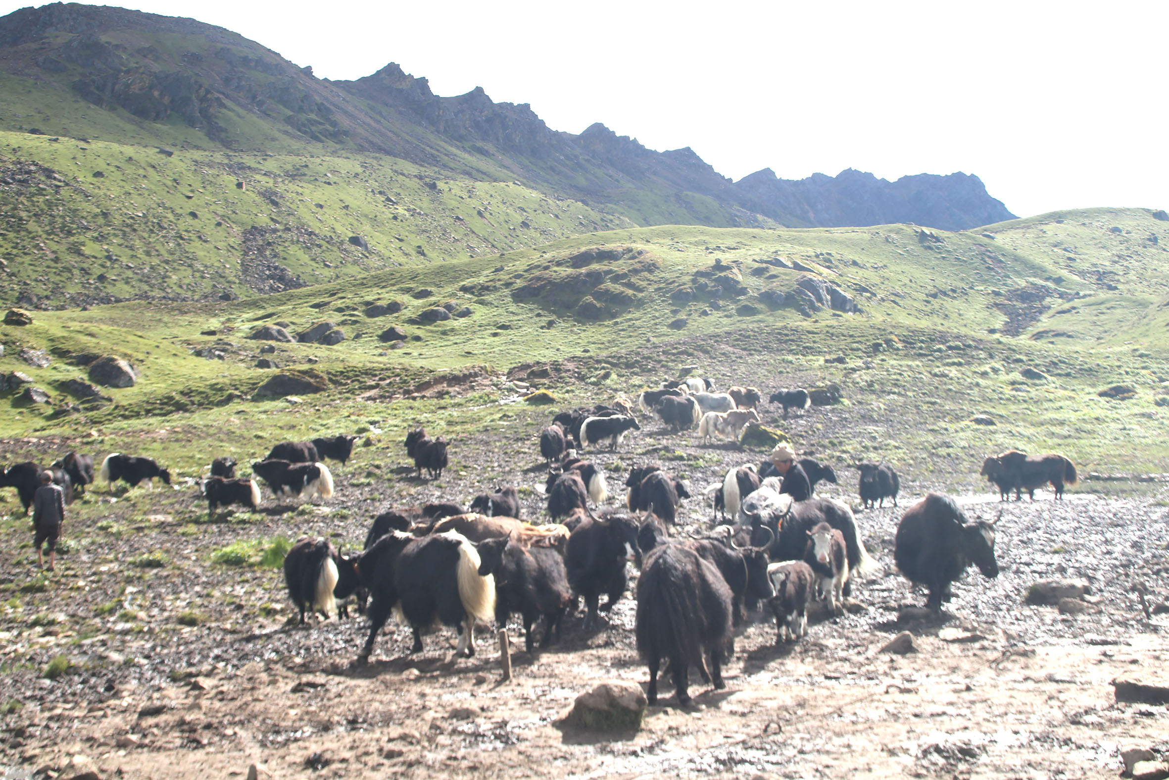 हिमाली समुदायको पुर्ख्यौली पेशा चौँरीपालन